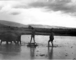 Local farmers in Yunnan province, China, plowing rice paddies. During WWII.