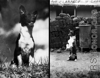Hanging out, probably at Yangkai base, Yunnan. Jay Rosencrantz, on the right, holds pet 'Clarance'. Although called to be men at war, these soldiers were still young, and a boy's best friend was still a comfort and friend even during war.