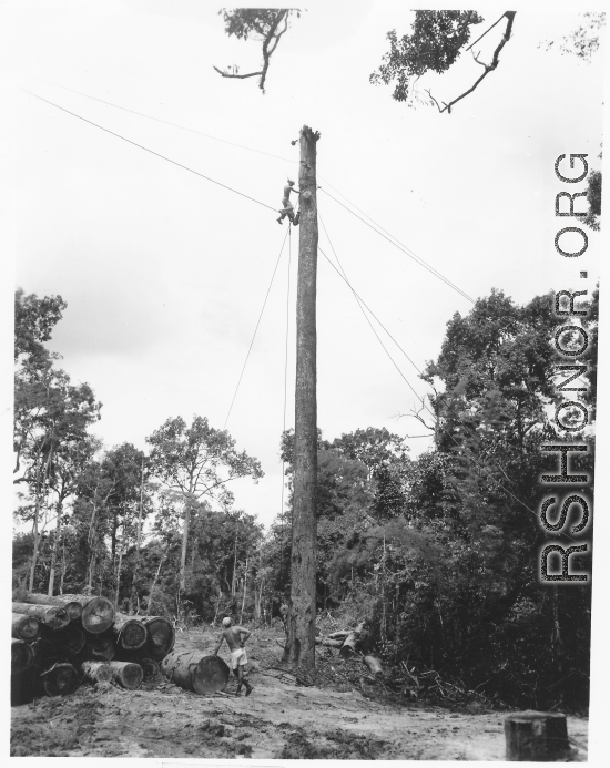 GIs moving logs using spar tree in Burma.  During WWII.  797th Engineer Forestry Company.