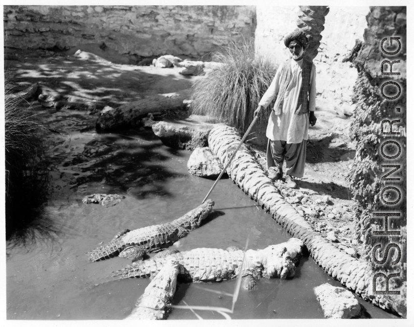 Man with crocodile in Burma or India.  Near the 797th Engineer Forestry Company.  During WWII.