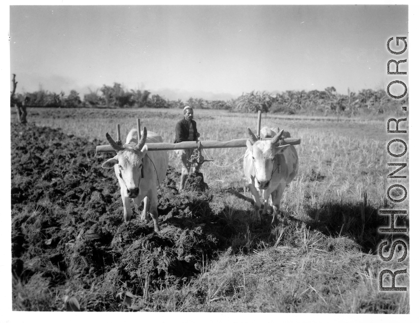 Local people in Burma near the 797th Engineer Forestry Company--Farmer plowing with cows in Burma.  During WWII.