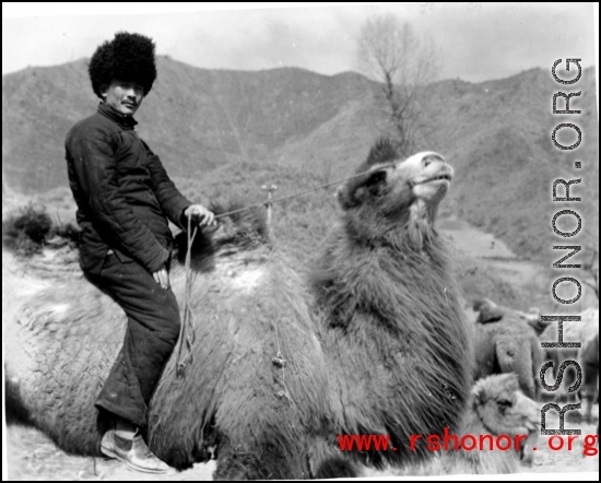 American soldier or special operative riding a camel in northern China during WWII.