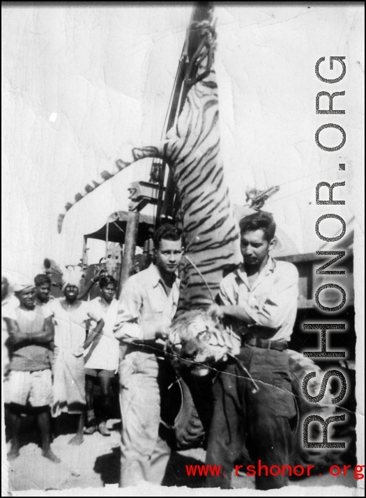 GIs show off tiger hunted in India during WWII.