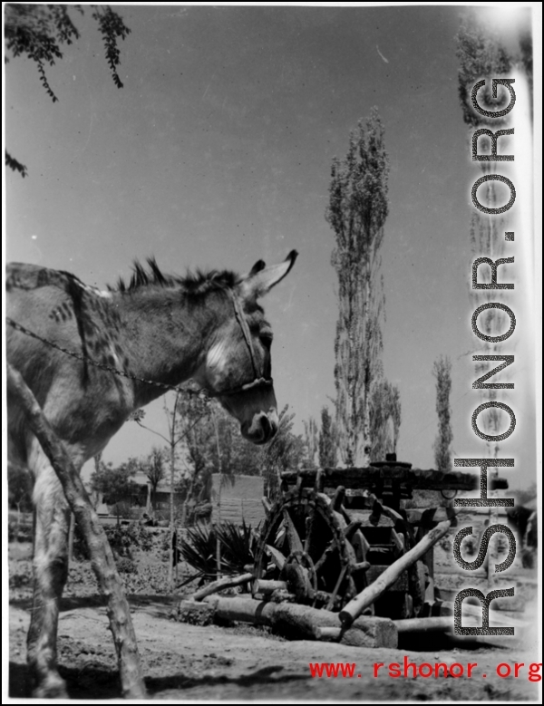 Donkey and waterwheel in the CBI.