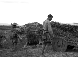 Farmers collect bundled rice stalks on wooden-wheeled carts in Yunnan Province, China, during WWII.