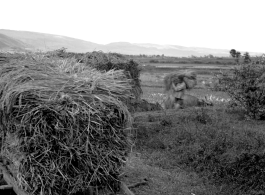 Local people in China: A farmer near Yangkai, Yunnan Province, China, loads rice straw onto carts. During WWII.