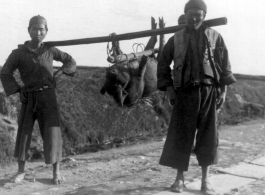 Men in China shoulder a large pig to market. During WWII.