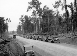 797th Engineer Forestry Company in Burma: Convoy of trucks loaded with mules on the Burma Road.  During WWII.