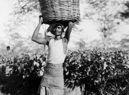 Local people in Burma near the 797th Engineer Forestry Company--people picking tea leaves, a man with a basket of leaves on his head.  During WWII.