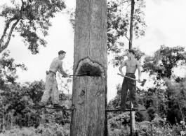 GIs cutting down trees in Burma for lumber mill.  During WWII.  797th Engineer Forestry Company.