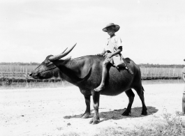 Local people in Burma near the 797th Engineer Forestry Company--Farmer youth riding a water buffalo in Burma.  During WWII.