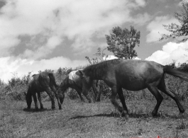 Horses and/or mules in China during WWII.