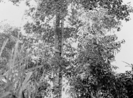 An observation hideout, similar to a tree house, high in a tree in SW China or Burma, during WWII.