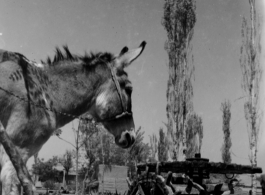 Donkey and waterwheel in the CBI.