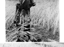 An old man harvesting wheat in northern China during WWII.  Images provided by Dorothy Yuen Leuba.