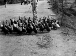 A Chinese farmer and gaggle of ducks in SW China during WWII.  Photo from J. Ellis Wood.