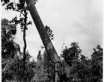 GIs cutting down trees in Burma for lumber mill.  During WWII.  797th Engineer Forestry Company.