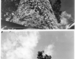 Giant hardwood tree along Burma Road.  During WWII.  797th Engineer Forestry Company.