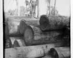 797th Engineer Forestry Company in Burma, loading logs for milling for bridge building along the Burma Road. GI stands on log pile.  During WWII.