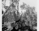 797th Engineer Forestry Company in Burma, loading logs for milling for bridge building along the Burma Road.  During WWII.