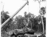 797th Engineer Forestry Company in Burma, loading logs for milling for bridge building along the Burma Road.  During WWII.
