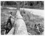 GIs cutting bucking downed trees in Burma for lumber mill.  During WWII.  797th Engineer Forestry Company.
