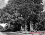 An enormous banyan tree in China, Burma, or India, during WWII.