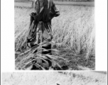 An old man harvesting wheat in northern China during WWII.  Images provided by Dorothy Yuen Leuba.